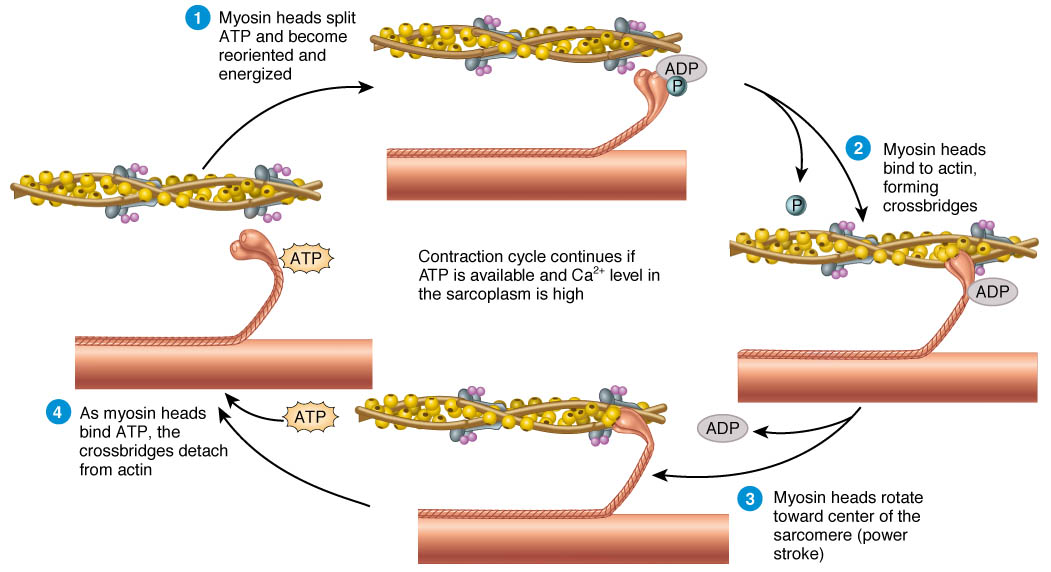 <p>The sliding filament theory describes how muscle contraction occurs through the interaction of actin and myosin filaments within the sarcomere. When activated by an action potential, calcium is released, allowing myosin heads to bind to actin, leading to a power stroke that shortens the muscle fiber.</p><p>Myosin head moves to the actin actin </p><p>movement of myosin = power stroke = contraction </p><p>After contraction, calcium is reabsorbed into the sarcoplasmic reticulum (SR), allowing muscle relaxation. </p><p><u>Myosin cross bridge:</u> the myosin head is tightly bound to actin without ATP. </p><p><u>Rigor state:</u> Myosin binds to actin without a conformational change, leading to rigidity. </p><p>ATP binds to myosin and causes the myosin head to detach from actin, allowing the cycle to repeat and muscle to relax. </p><p>Calcium: allows actin and myosin to “meet”</p><p>ATPase: enzyme that hydrolyzes ATP, providing energy for the myosin head to detach and re-cock during muscle contraction. (ADP + P) Free energy used to change myosin head (tlit)</p>