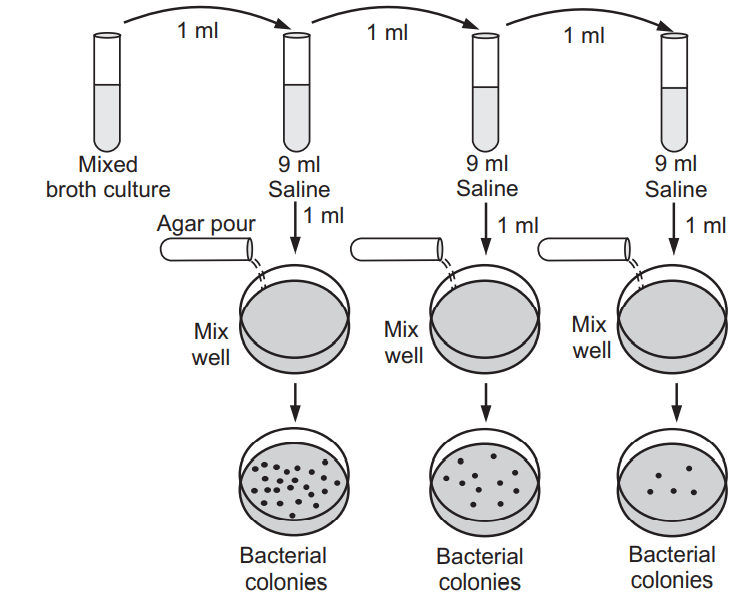 <p>Microbes are serially diluted until single colonies are obtained and purified using streak plate.</p>