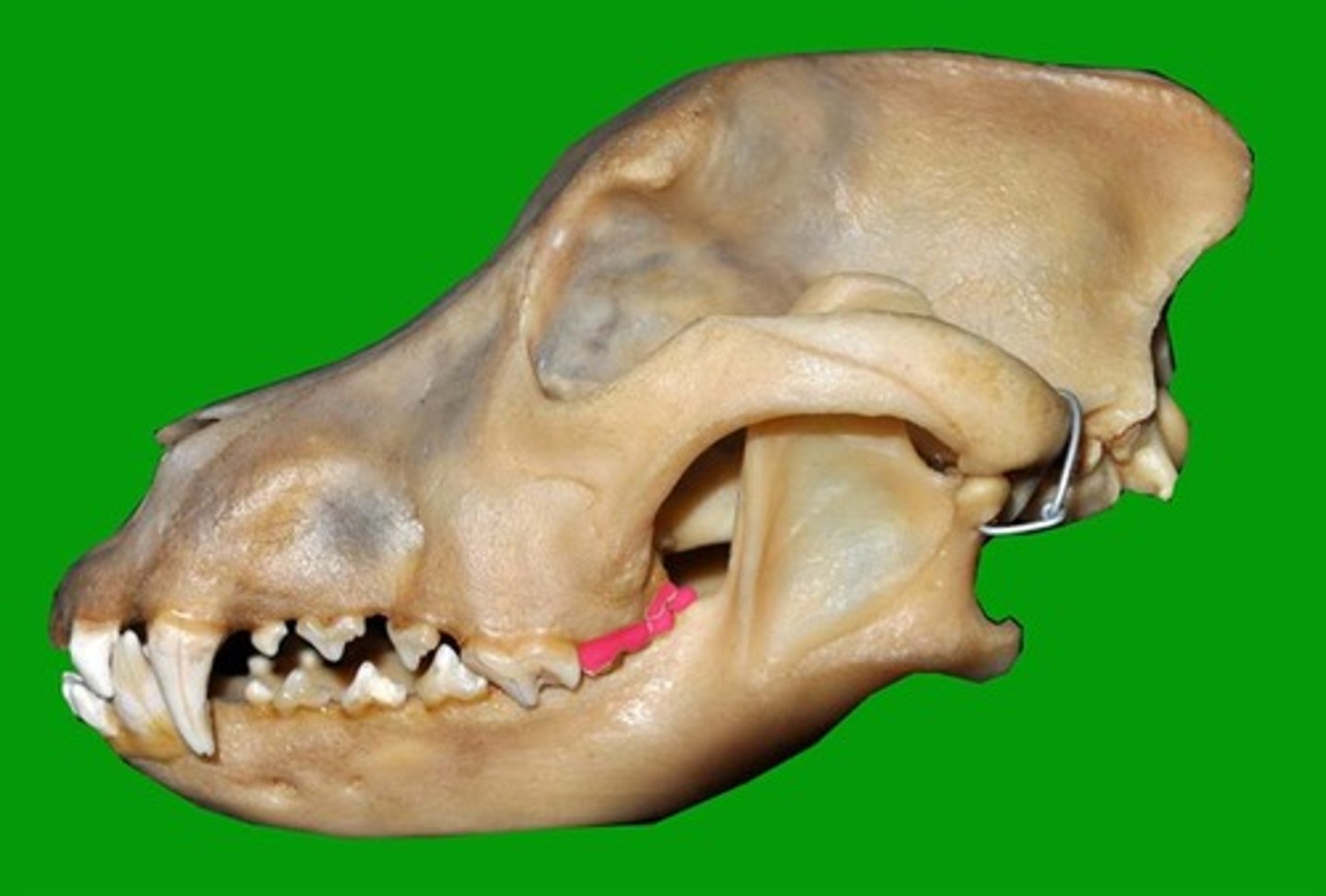 <p>Identify the type of teeth shaded</p>