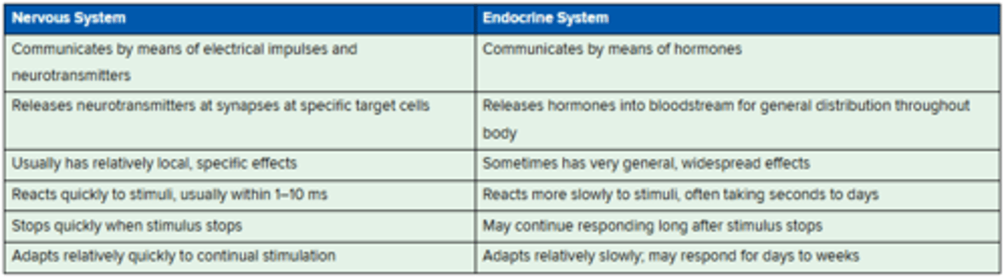 <p>Nervous System</p><p>- Communicates by means of electrical impulses and neurotransmitters</p><p>- Releases neurotransmitters at synapses at specific target cells</p><p>- Usually has relatively local, specific effects</p><p>- Reacts quickly to stimuli, usually within 1-10 ms</p><p>- Stops quickly when stimulus stops</p><p>- Adapts relatively quickly to continual stimulation</p><p>Endocrine System</p><p>- Communicates by means of hormones</p><p>- Releases hormones into bloodstream for general distribution throughout body</p><p>- Sometimes has very general, widespread effects</p><p>- Reacts more slowly to stimuli, often taking seconds to days</p><p>- May continue responding long after stimulus stops</p><p>- Adapts relatively slowly, may respond for days to weeks</p>