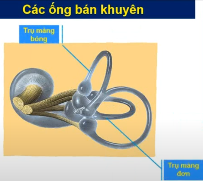<p>Trụ màng bóng <span style="color: purple"><em>(tận cùng là trái bóng) </em></span></p><p>Trụ màng đơn </p>