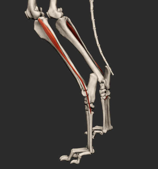 <p>odstup: condylus lateralis tibiae</p><p>úpon: os tarsale primum</p><p>funkce: flexe v articulationes tarsi</p><p></p><p>Fe: Odstupuje od fibuly a upíná se na proximální konce všech metatarsálních kostí. Funkce je extenze tarsu</p>