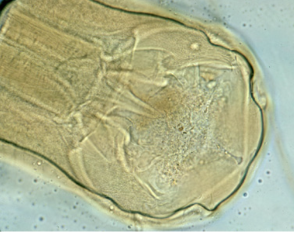 <p>cutting plates in mouth</p>