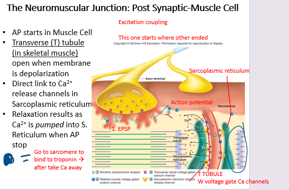 <p>this is in the ________ synaptic muscle cell</p>