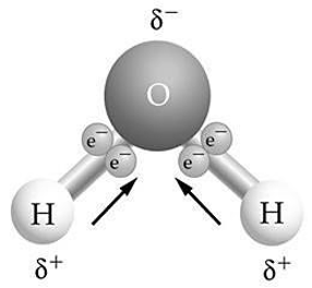 <p>Use the figure to answer the following question. If two or more of these molecules are close to each other, how will they bond together?</p><p><span>A)&nbsp; hydrogen bonding, with two hydrogen atoms bonded together</span></p><p><span>B)&nbsp; covalent bonding, with two oxygen atoms bonded together</span></p><p><span>C)&nbsp; hydrogen bonding, with a hydrogen atom bonded to an oxygen atom</span></p><p><span>D)&nbsp; ionic bonding, with a hydrogen ion bonded to an oxygen atom</span></p>