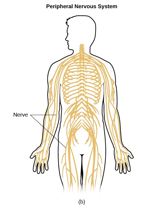 <p>transmits information to and from the central nervous system<br>remember: perry the platypus is a detective that transmits information</p>