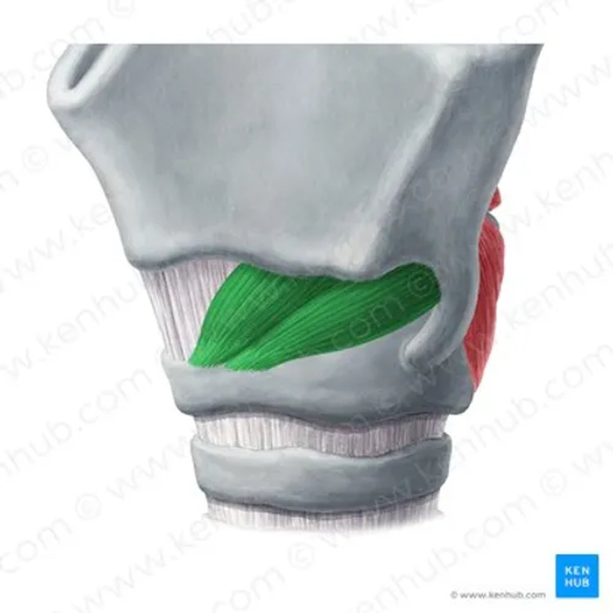 <p>thick “M” on the anterior side</p><ul><li><p>strucuture</p></li></ul><p></p>