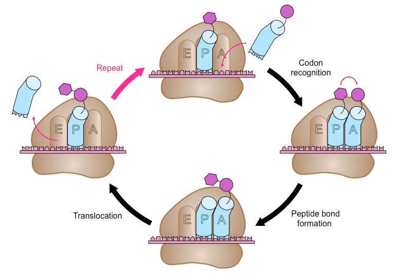 <p>A second tRNA binds to the A binding site next to the first tRNA in the P side</p><p>A peptide bond is formed between AA’s through a dehydration reaction</p><p>The first AA is released from the first tRNA, and links to the second tRNA</p><p>The ribosome moves down the mRNA by one codon (3 nucleotides) from the 5’ to 3’ direction</p><p>The frist tRNA is now in the E site and leaves the ribosome</p><p>This cycle continues where tRNA enters the A site, pairs with codons, brings an amino acid, grows the polypeptide chain, the ribosome moves, then the tRNA exits</p>