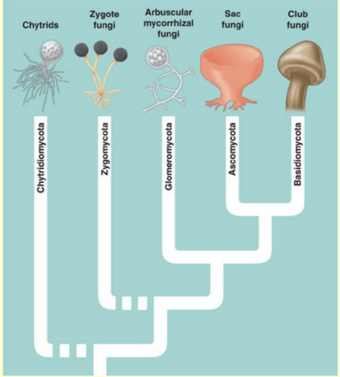 <p>➷ memorize it</p><p>- Chytrids (Chtridiomychota)</p><p>- Zygote fungi (Zygomycota)</p><p>- Mycorrhizal fungi (Glomeromychota)</p><p>- Sac fungi (Ascomychota)</p><p>- Club fungi (Basidiomychota)</p>