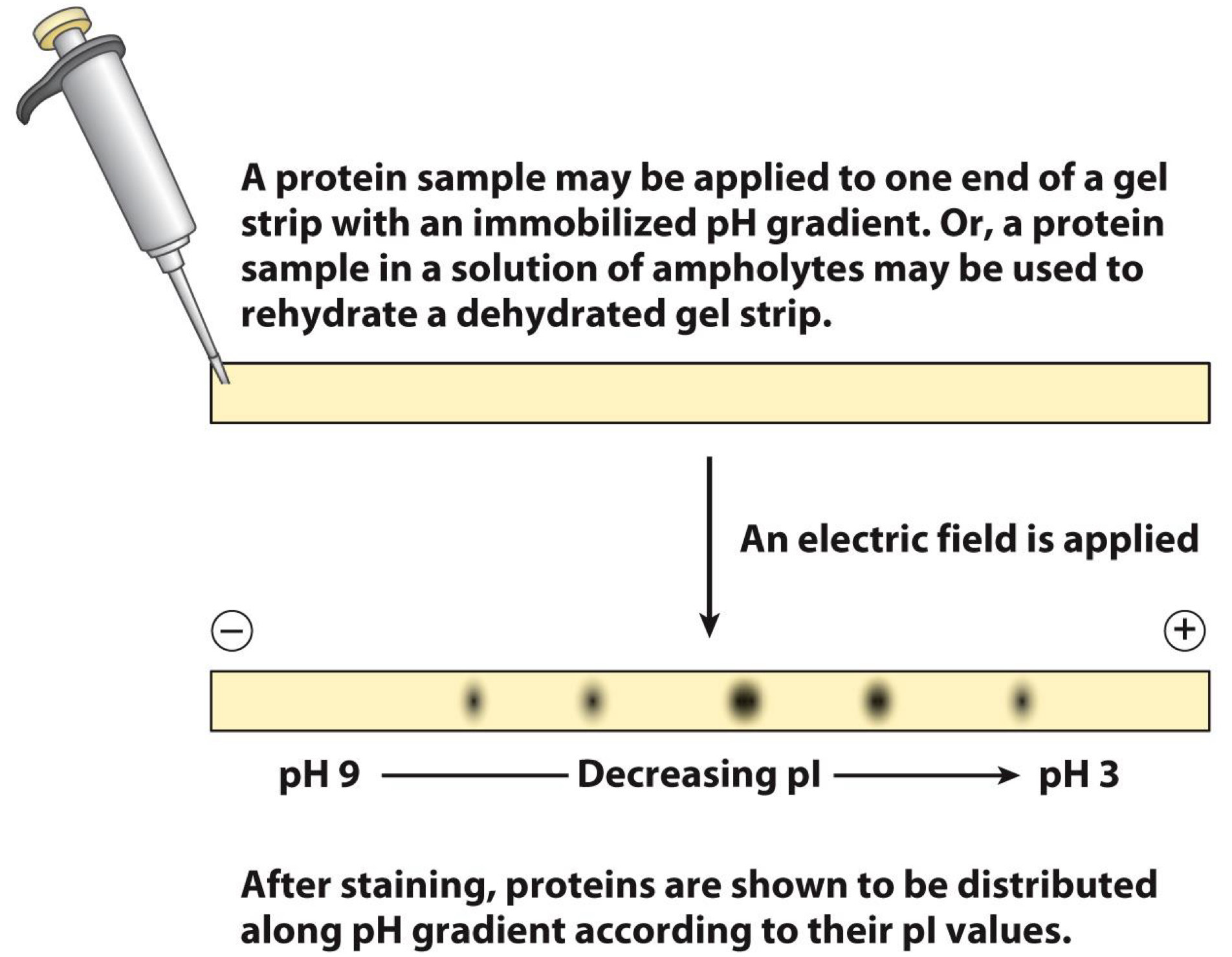 <p><span>Isoelectric focusing separates proteins by charge</span></p>