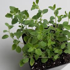 <p>Oregano</p>