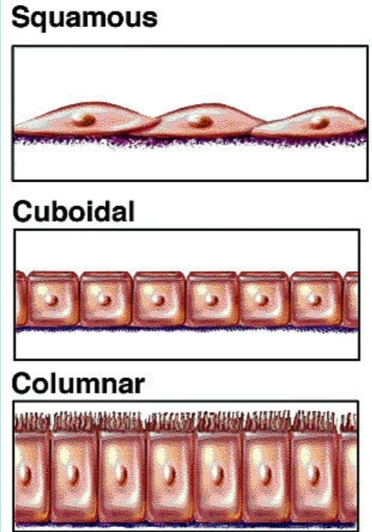 <ul><li><p>Squamous → flat/squashed</p></li><li><p>Cuboidal → like a cube</p></li><li><p>Columnar → like a column</p></li></ul><p></p>