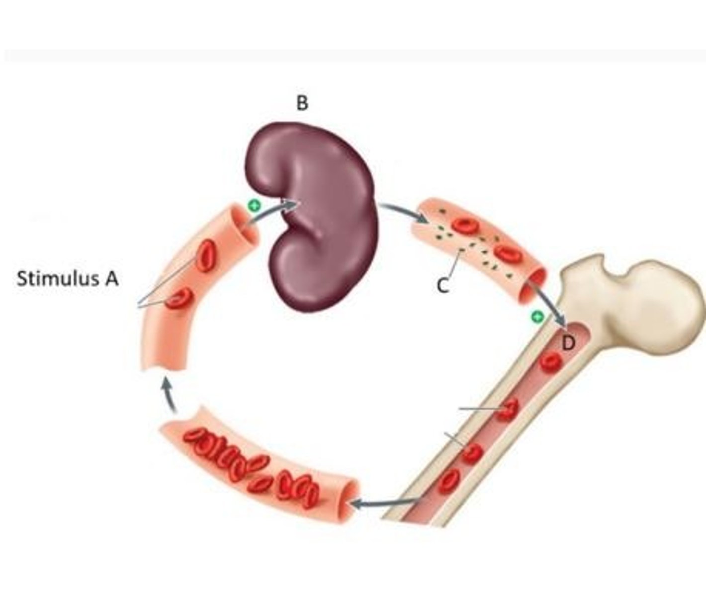 <p>1. What is stimulus A?</p><p>2. What is the primary function or primary role of organ B? 3. What is substance C?</p><p>4. What is tissue D?</p><p>5. What is the action of substance C?</p><p>6. What type of a feedback mechanism does the process shown in this figure indicate?</p>
