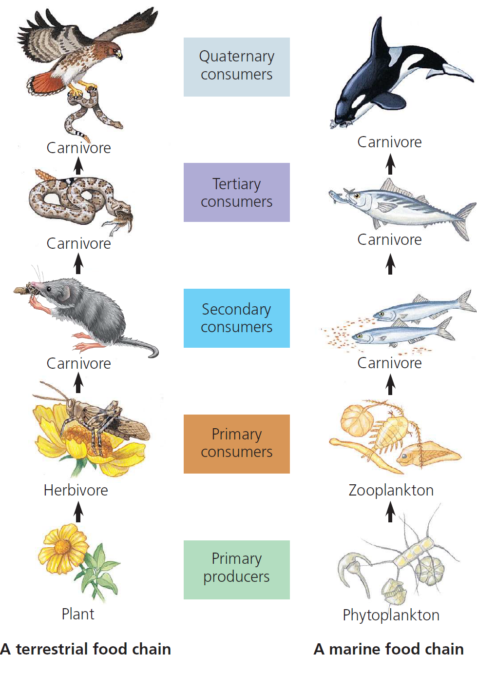 <p><span data-name="seedling" data-type="emoji">🌱</span> <em>Grass → Grasshopper → Frog → Snake → Hawk</em></p><p></p><p><span data-name="herb" data-type="emoji">🌿</span> <em>Phytoplankton → Zooplankton → Small fish → Tuna → Killer whale</em></p>