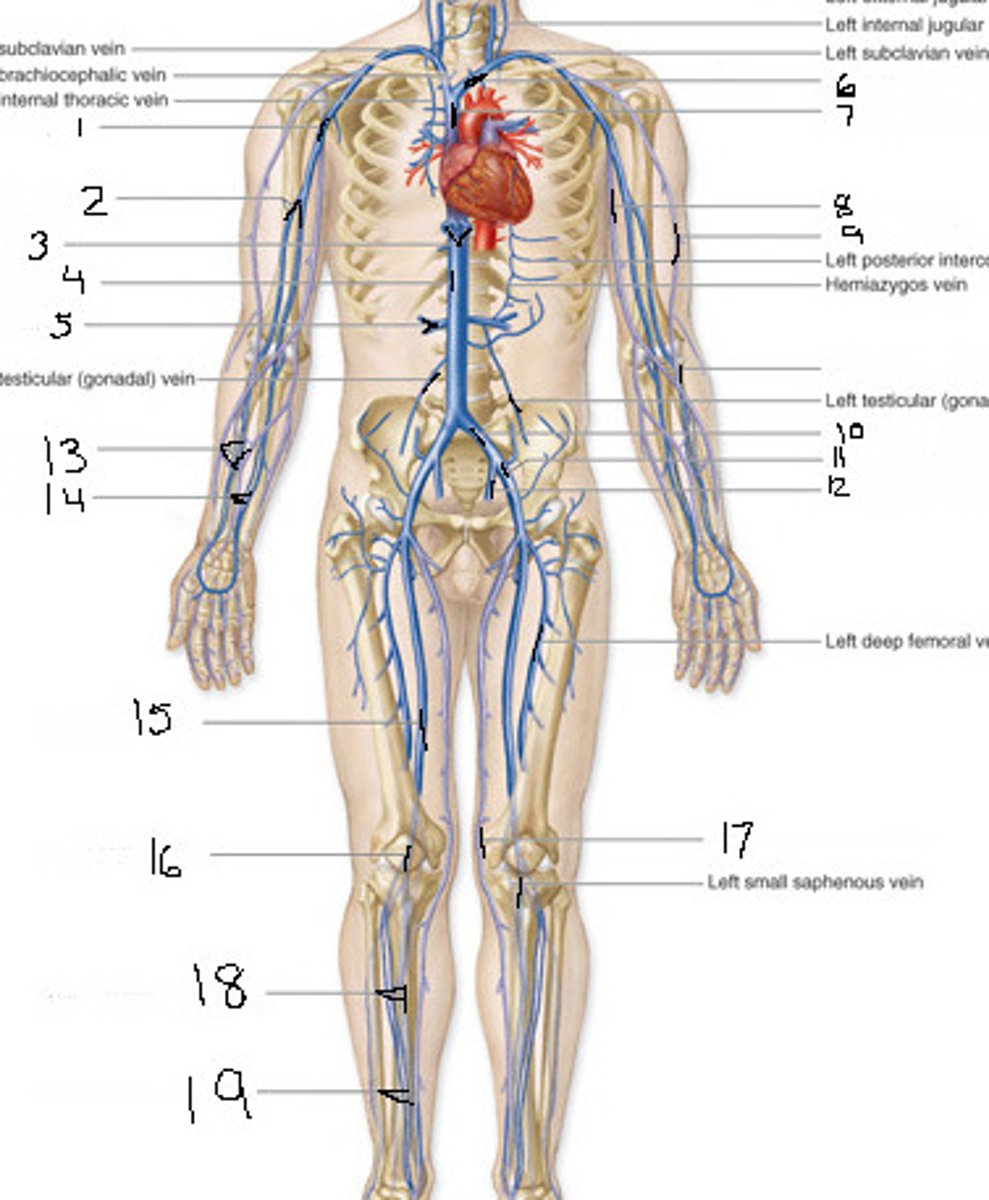 <p>carry oxygen-poor blood back to the heart</p>