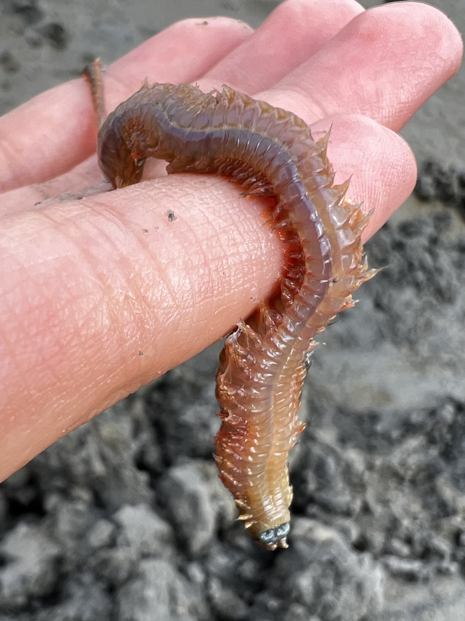 <p>phylum annelida</p>