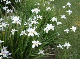 <p>African Iris</p>