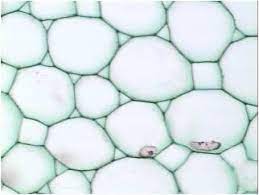 <ul><li><p>spherical and thin-walled cells</p></li><li><p>located throughout the plant • photosynthetic parenchyma cells</p></li><li><p>type of simple permanent tissue</p></li></ul>