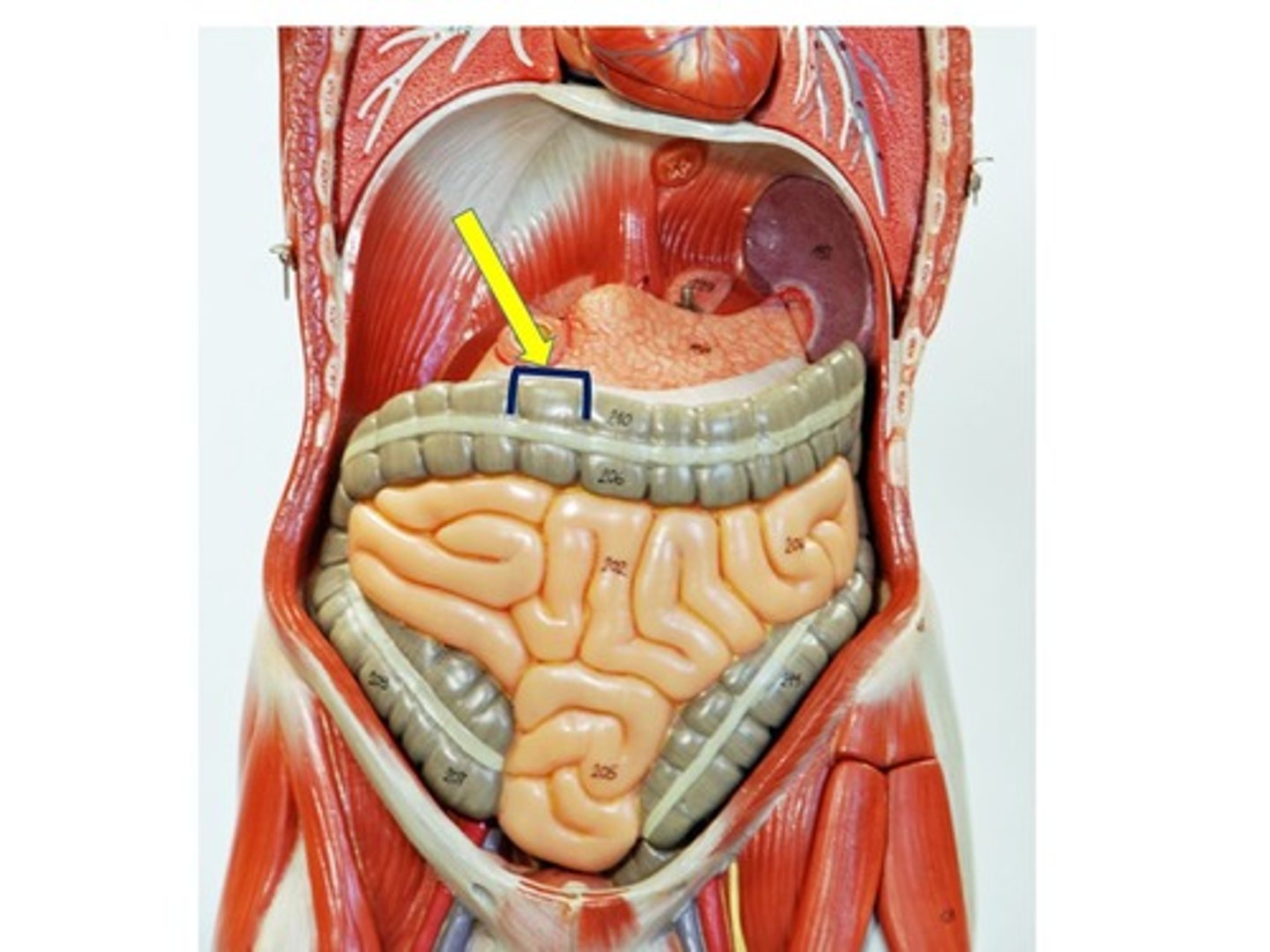 knowt flashcard image