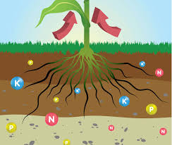 <p></p><p>improves </p><ul><li><p><strong>Nutrient Absorption </strong></p></li><li><p><strong>Plant growth</strong></p></li></ul><p></p>