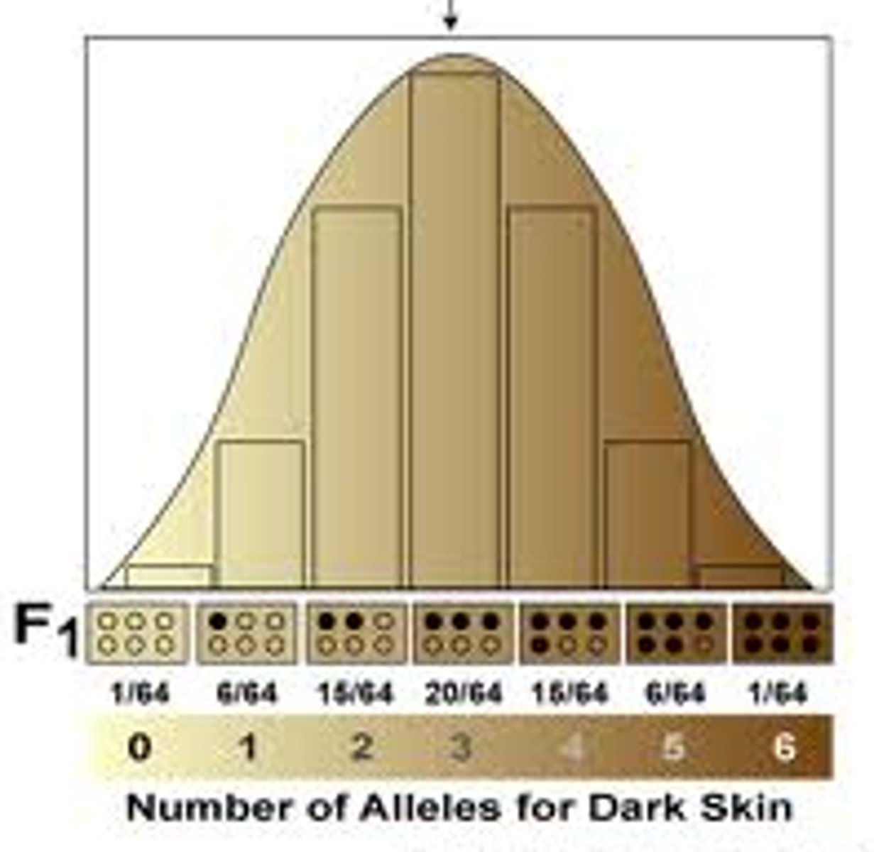 <p>multiple genes influencing one trait</p>
