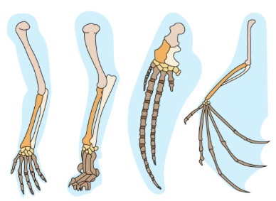 <p>What is the name given to the type of structure shown?</p>