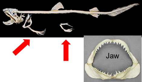 <p>They have a <strong>mineralized endoskeleton</strong>, <strong>two pairs of appendages</strong>, and a <strong>tail</strong>.</p>