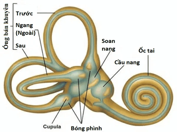 <p>Phần đá xương thái dương </p><p>Mê đạo màng + mê đạo xương </p>