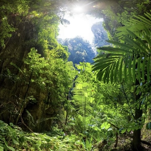<p>Quel terme désigne une forêt dense, vierge et équatoriale comme celle de l’Amazonie ?</p>