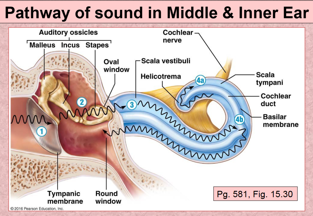 <p>Tympanic membrane</p>