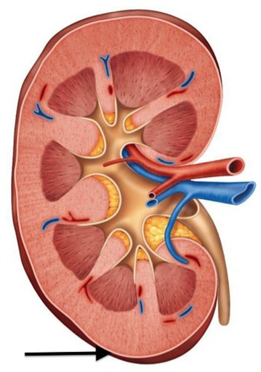 <p>a transparent capsule that prevents infections in surrounding regions from spreading to the kidney</p>
