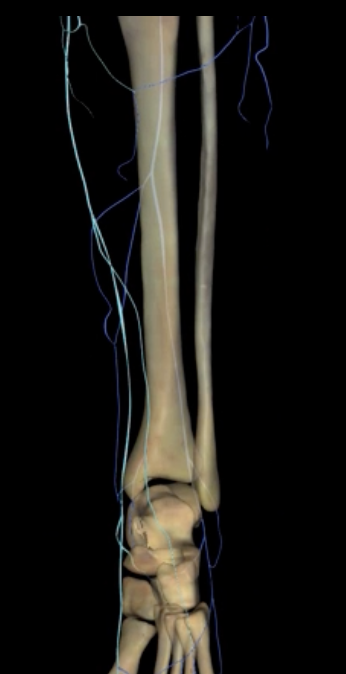 <p>What is highlighted in blue?</p>