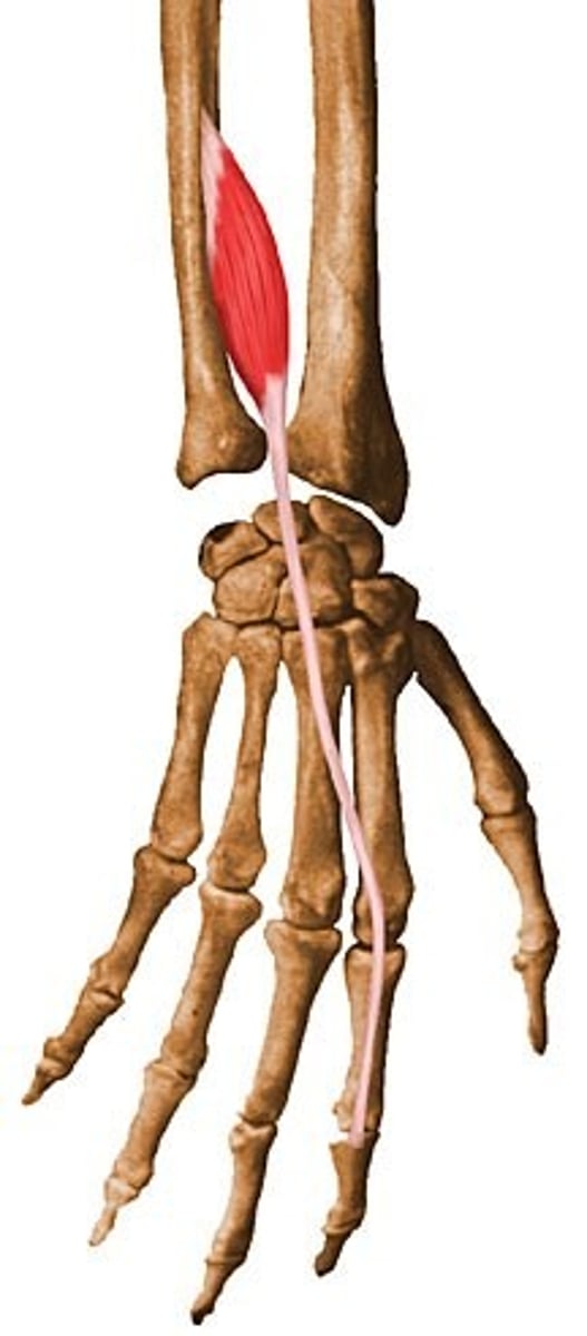 <p>Origin: Ulna</p><p>Insertion: Joints tendons of extensor digitorum</p><p>Action: Extends all joints of index finger</p><p>Innervation: Radial nerve</p>
