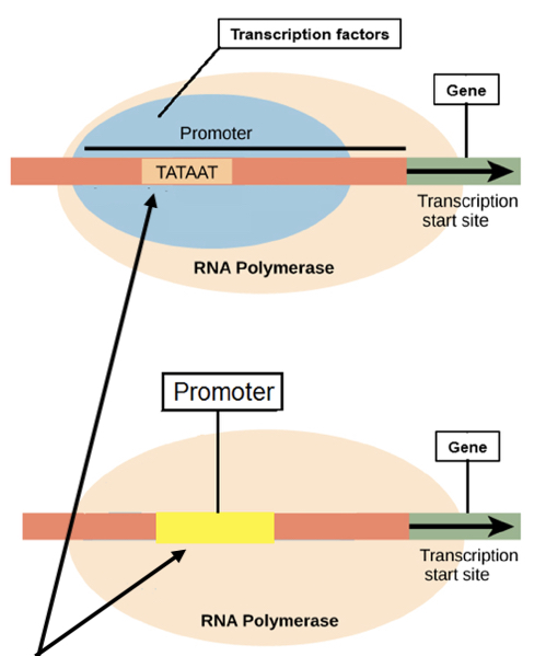 initiation of transcription
