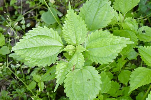 <p>Distinct arcuate venation, serrated margin, white flowers in axillary clusters</p>