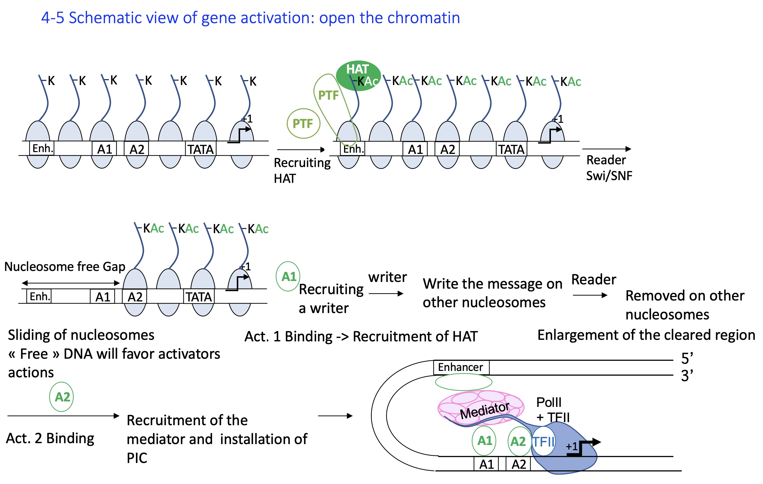 <ol><li><p><strong>Closed chromatin (heterochromatin):&nbsp;</strong>Histones are <strong>deacetylated</strong>, DNA is tightly packed, and transcription is inactive.</p></li><li><p>A PTF pioneer transcription factor binds its <strong>enhancer site</strong> even in condensed chromatin and <strong>recruits a HAT</strong> (histone acetyltransferase).</p></li><li><p><strong>HAT acetylates histone tails</strong>, loosening DNA–histone interaction and marking chromatin for activation.</p></li><li><p><strong>Reader complexes (e.g., Swi/SNF)</strong> recognize the acetyl marks and <strong>slide or remove nucleosomes</strong>, creating <strong>nucleosome-free regions</strong>.</p></li><li><p><strong>Activator binding:&nbsp;</strong>The <strong>open DNA</strong> allows <strong>activator transcription factors</strong> to bind promoters/enhancers and <strong>recruit more HATs</strong>, extending euchromatin formation.</p></li><li><p><strong>Mediator and PIC recruitment:&nbsp;</strong>Activators recruit the <strong>Mediator complex</strong>, which helps <strong>assemble the Pre-Initiation Complex (PIC)</strong> with RNA polymerase II.</p></li></ol><p><strong>=&gt; Transcription initiation :&nbsp;</strong>The <strong>open euchromatin</strong> and assembled PIC enable <strong>RNA Pol II</strong> to begin <strong>transcription</strong>.</p><p></p>