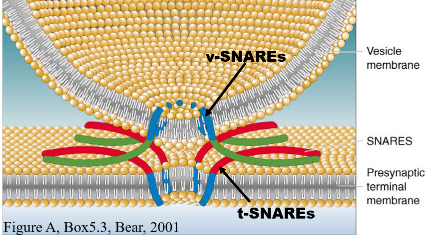 <p><strong>SNARE proteins</strong> drive fusion</p><ul><li><p>tSNARE and vSNARE wind together</p></li><li><p><strong>SNAP-25</strong> and other proteins make 4 helices</p></li><li><p>bacterial toxins can target these proteins (botulism, botox, tetanus)</p></li></ul>