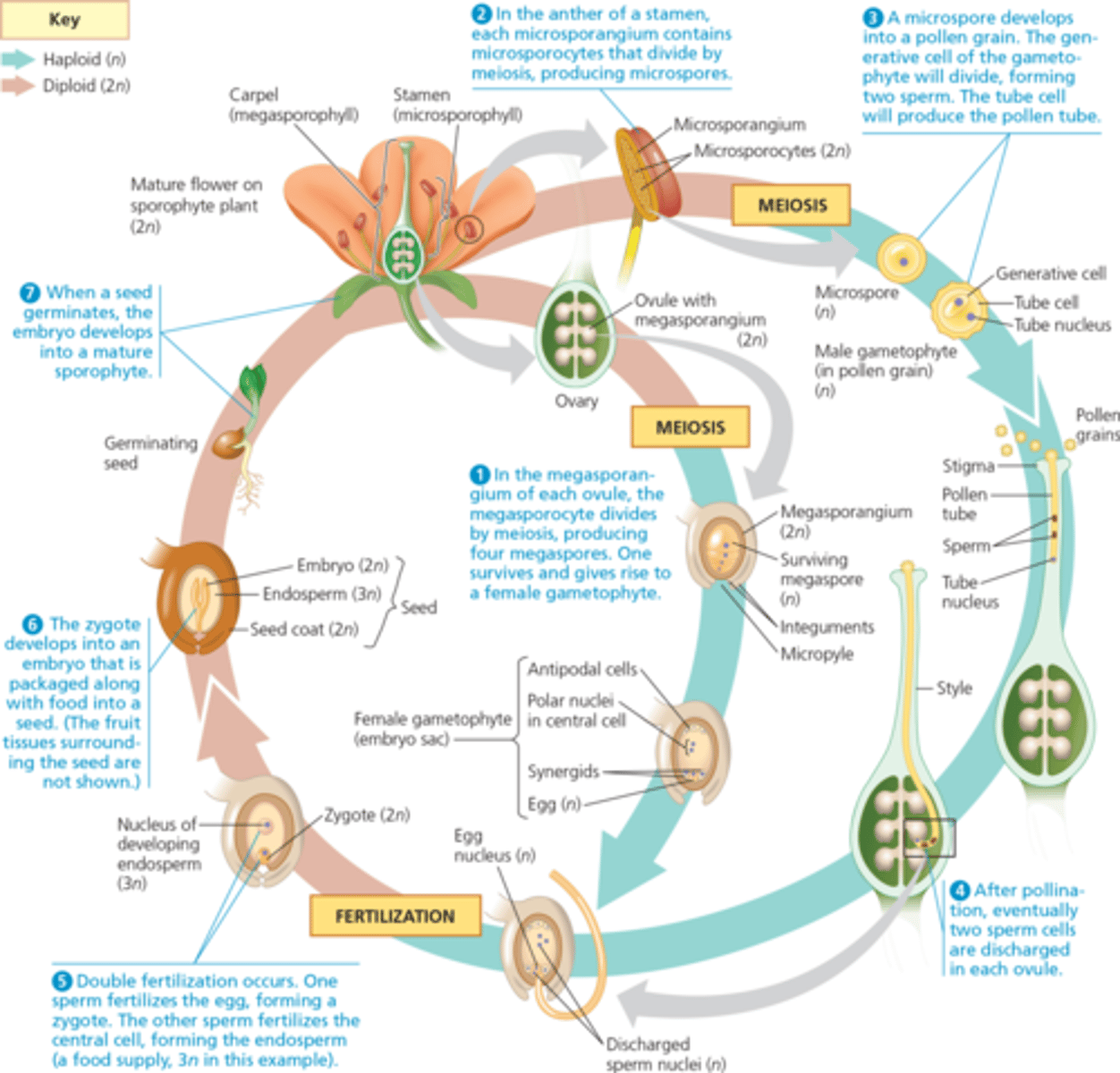 <p>Angiosperms reproductive process</p>