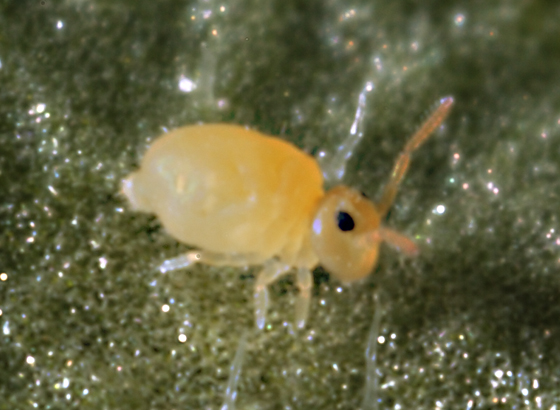 <p>This Collembola family is globular, resembling a field mouse, with the four first abdominal segments fused and with no visible sutures, and the next two abdominal segments (5-6) forming a small apical “papilla”. The furcula of this springtail is well-developed. </p>