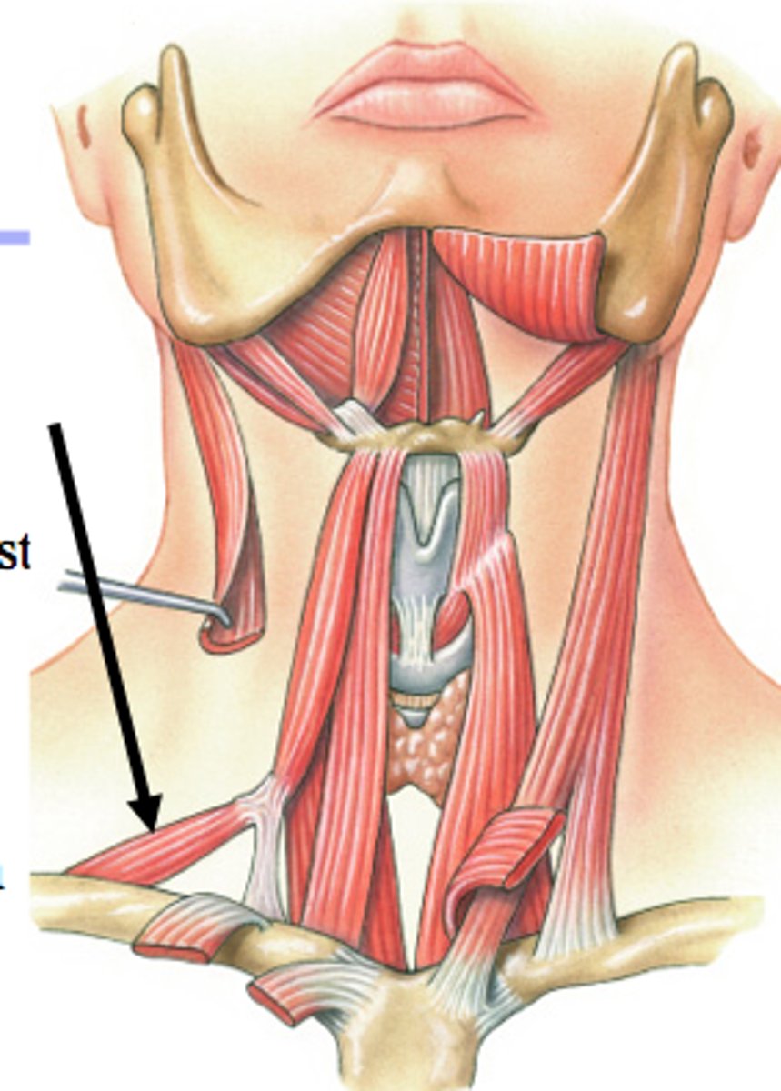 <p>Attaches to an intermediate tendon near the sternum <br>(tendon attaches anterior and posterior omohyoid)</p>