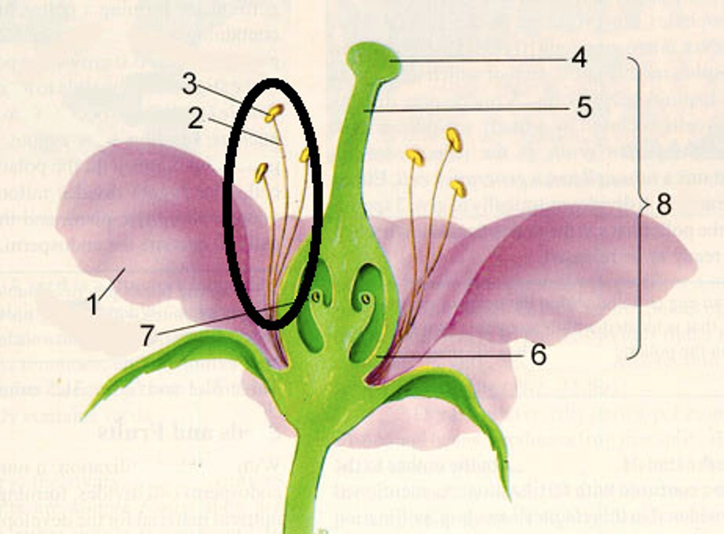 <p>What is the circle pointing to?</p>