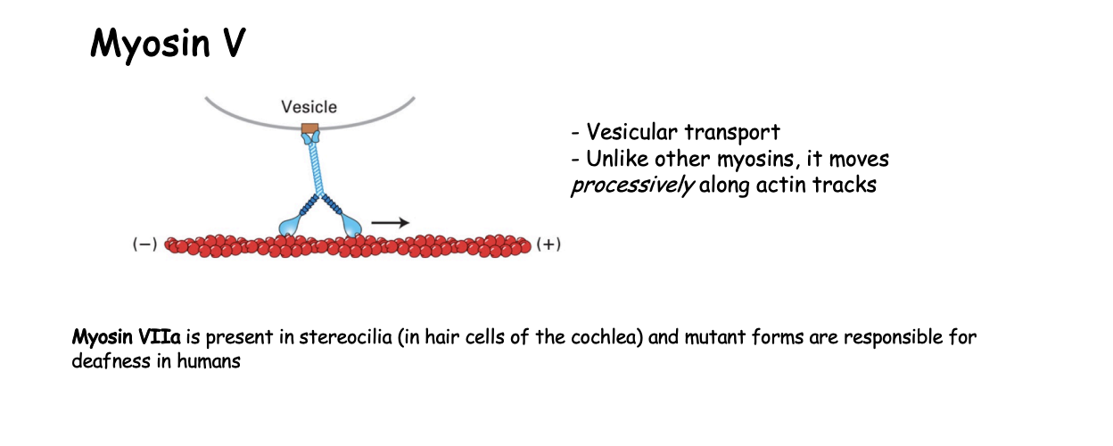 <ul><li><p>vesicular transport</p></li></ul><p></p>