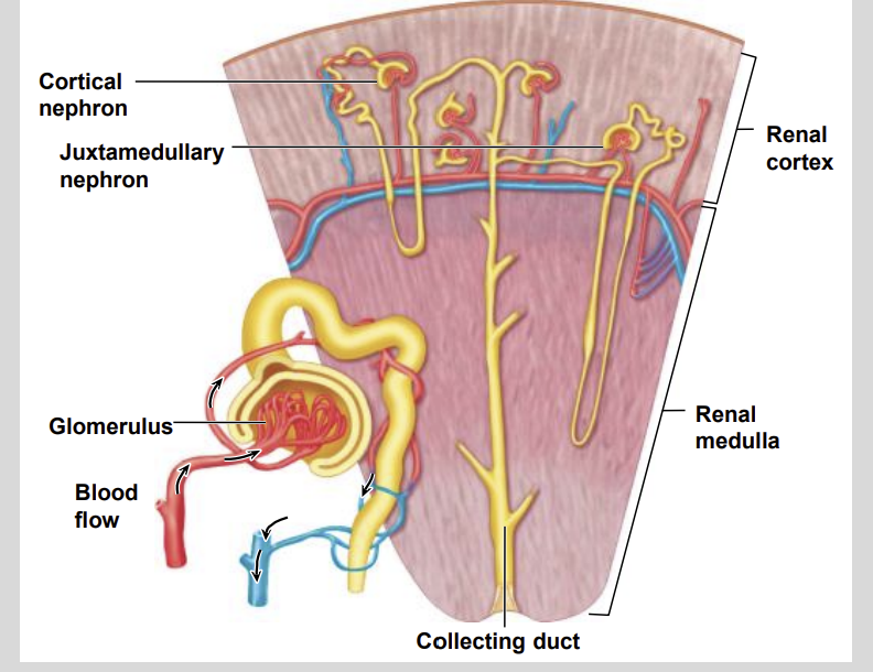 <ul><li><p>Cortical nephrons </p></li><li><p>Juxtamedullary nephrons</p></li></ul><p></p>