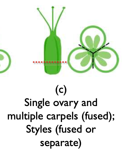 <p>a: single</p><p>b: fused</p><p>c: fused</p>