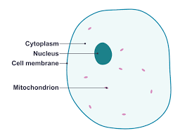 <p>Animal cell labelled</p>