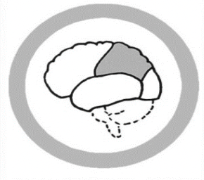<p>The Parietal Lobe</p>