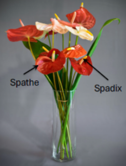 <p>E.g. shelf-life of cut flowers of anthurium</p>