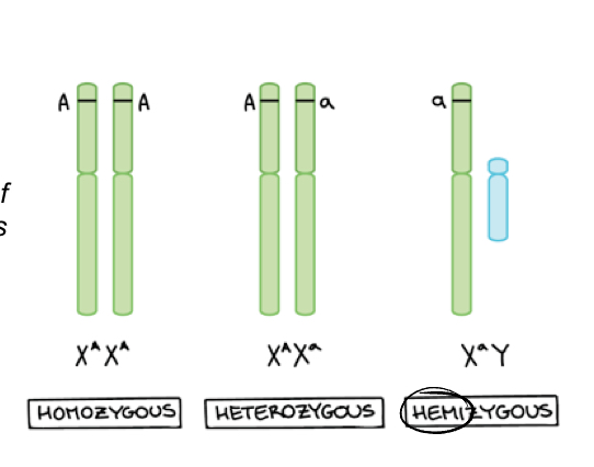 <p>A diploid organism is hemizygous when only one copy is present the cell or organism is called a hemizygote, hemizygosity is also observed when one copy of a gene is deleted or int he heterogametic sex when a gene is located on a sex chromosome</p>