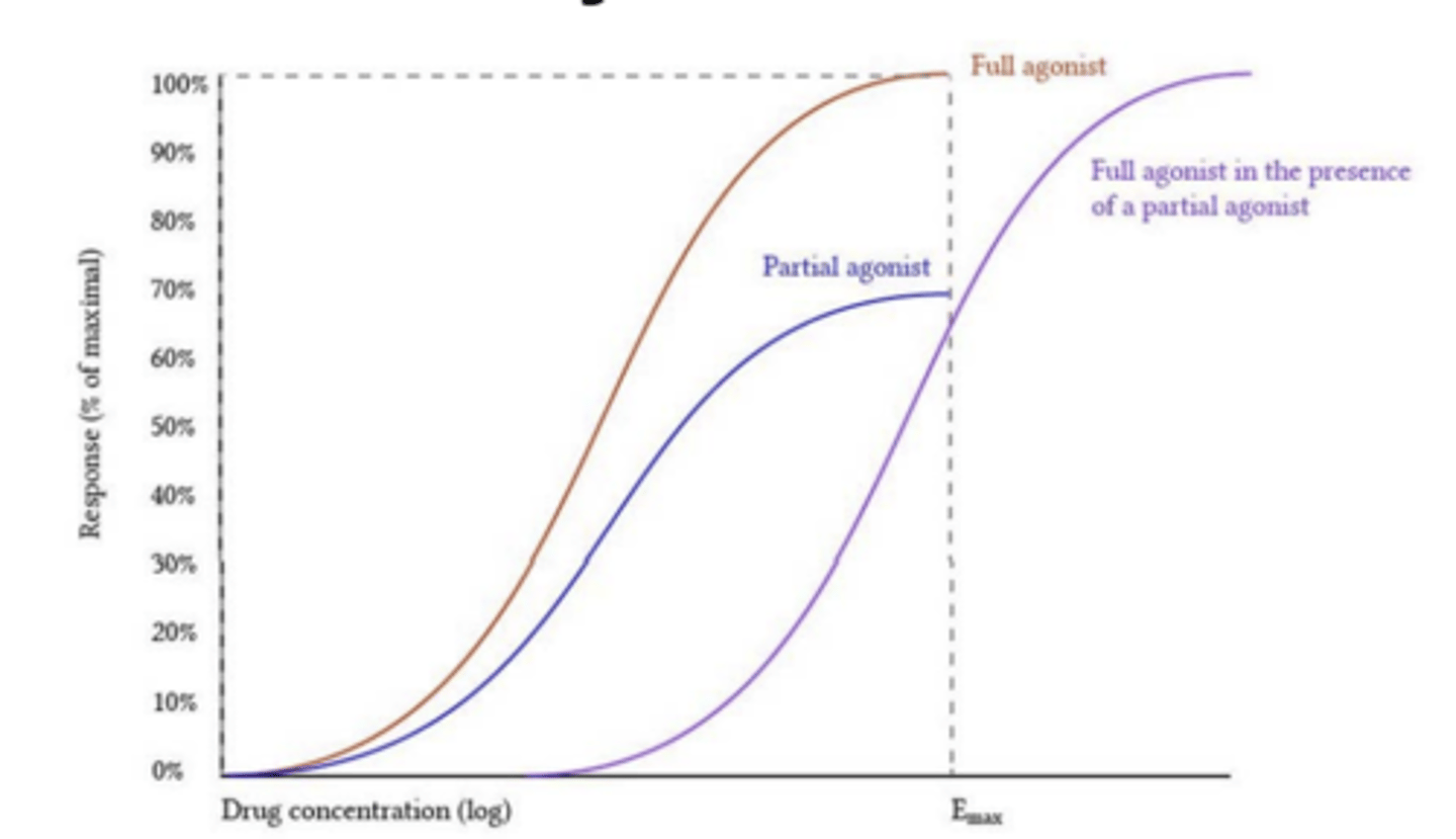 <p>the partial agonist will act as an antagonist, competing with the full antagonist for binding sites</p>