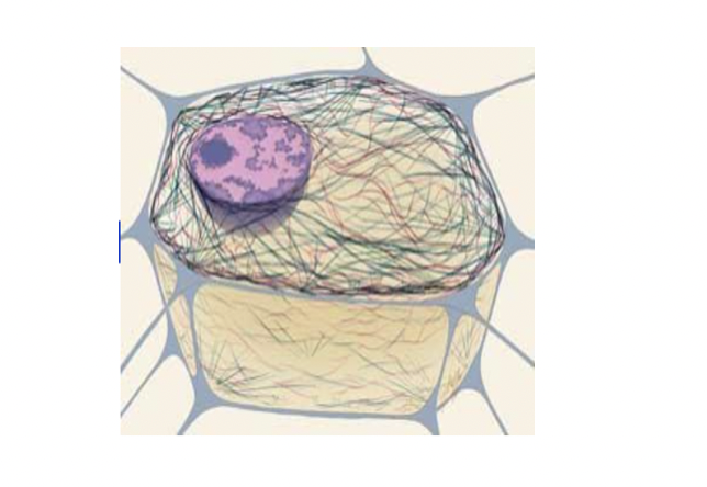 What is the Cytoskeleton